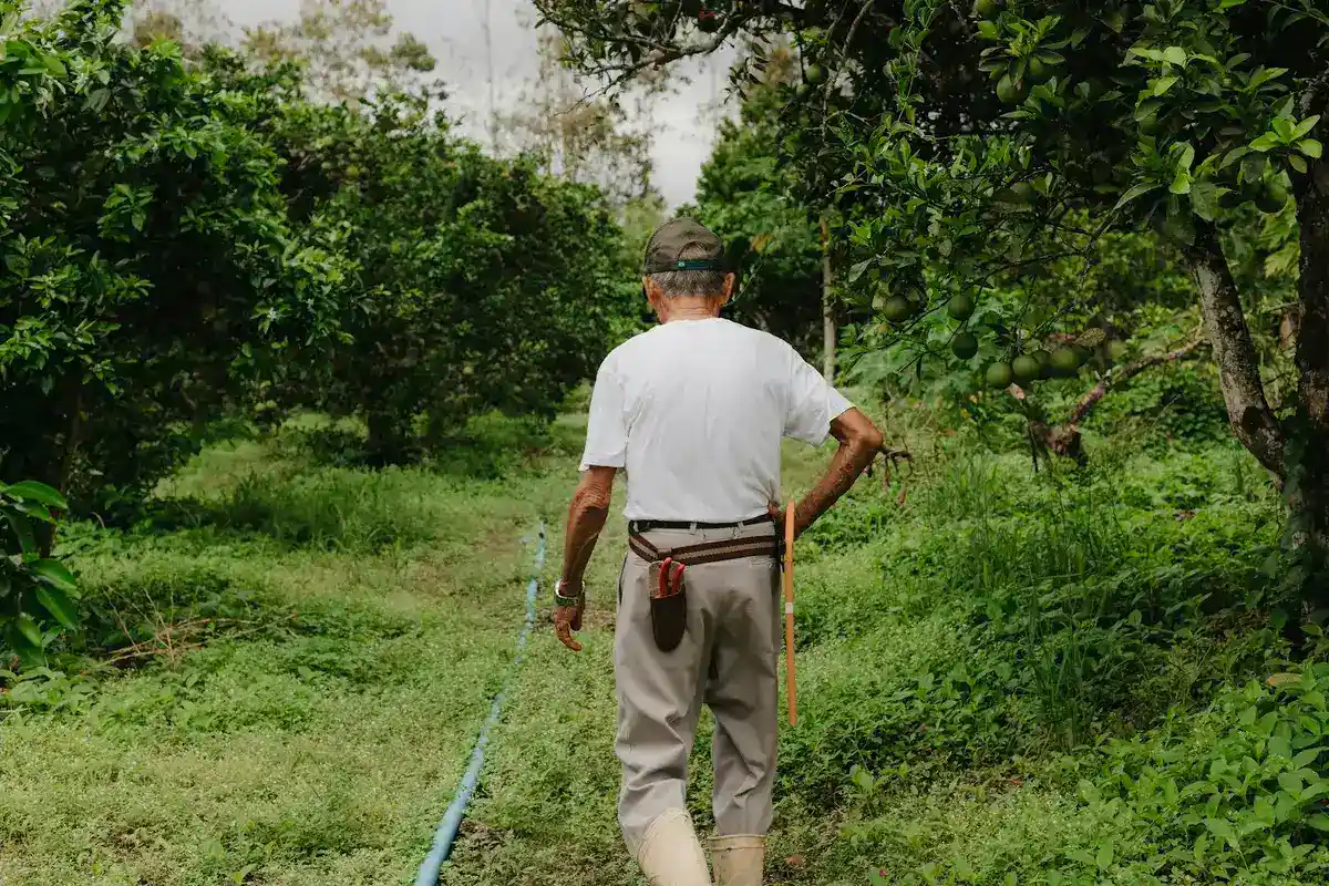 Agricultor de chapéu e bota caminha de costas por uma trilha entre árvores frutíferas