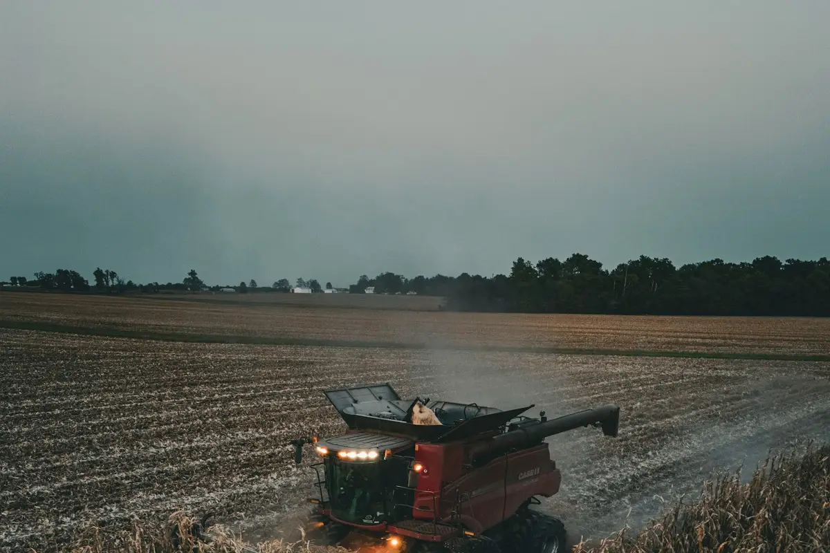Colheitadeira vermelha com faróis acesos trabalhando numa lavoura ao entardecer
