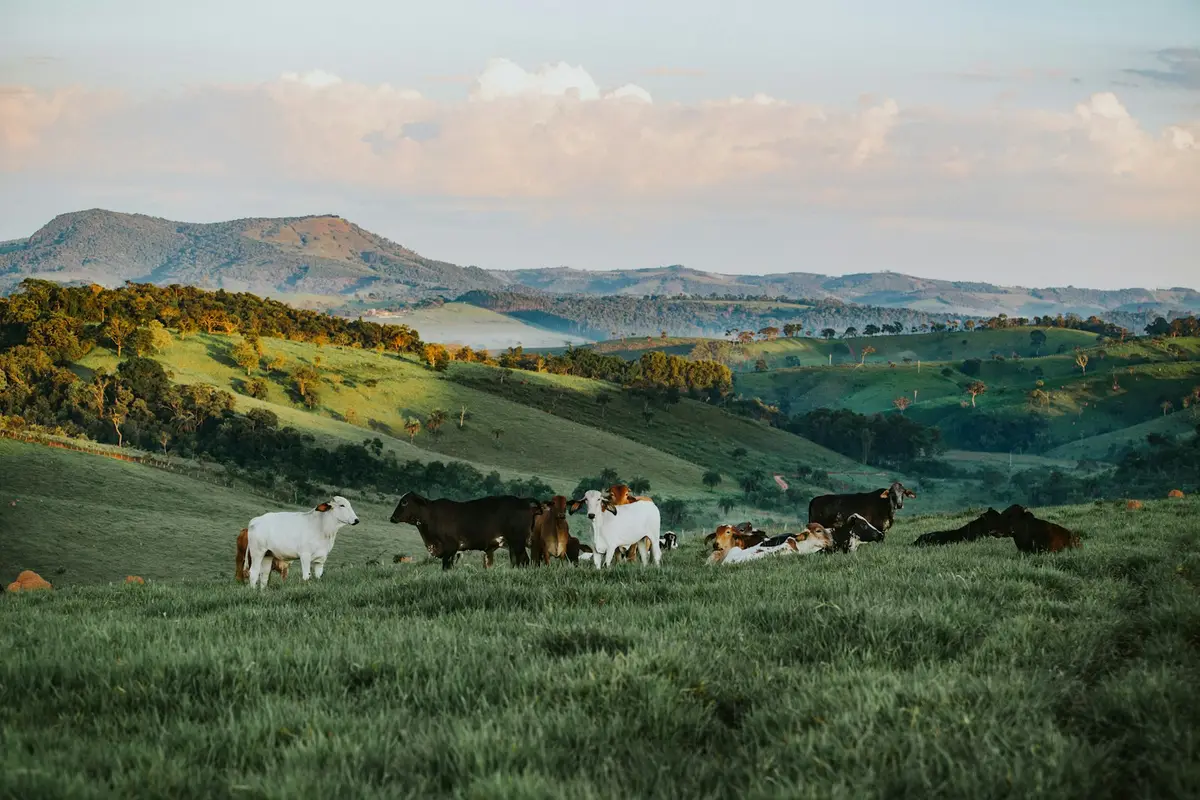 Gado zebuíno branco e marrom no pasto verde, com morros e mata ao fundo