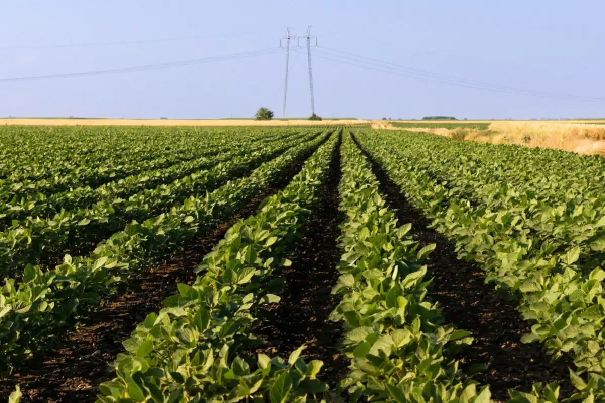 Fileiras de soja verde numa lavoura plana, com torres de energia ao fundo