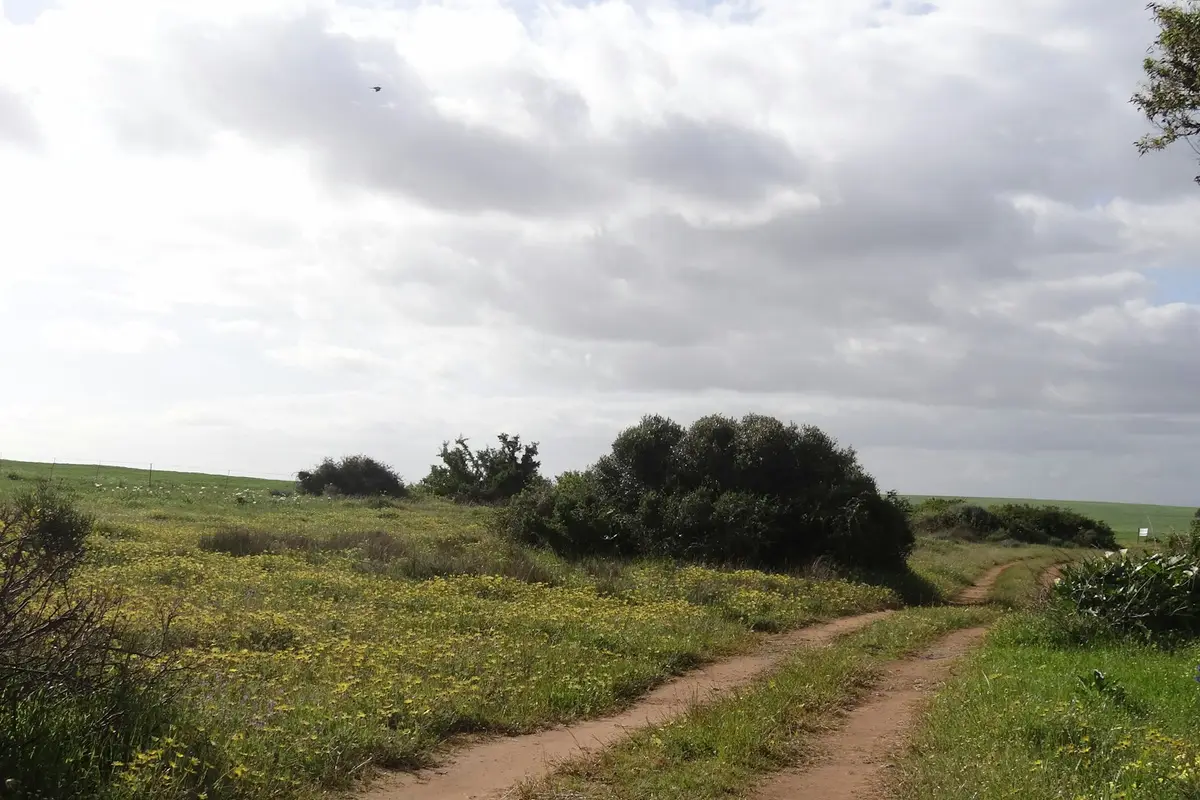 Trilha de terra atravessa um pasto com moitas de arbustos sob céu nublado