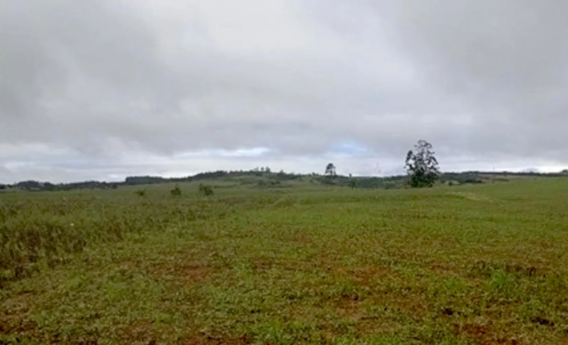 Campo aberto e plano com capim baixo e algumas árvores ao fundo, sob céu nublado, numa área de assentamento no Rio Grande do Sul