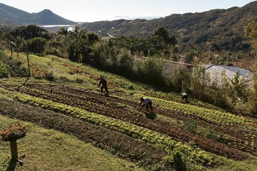 Pessoas trabalham em canteiros de hortaliças numa encosta, com morros e mata ao fundo, em Santa Catarina