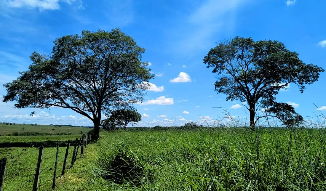Pasto verde com cerca de arame e mourões à esquerda e duas árvores grandes sob céu azul, em área rural de São Paulo