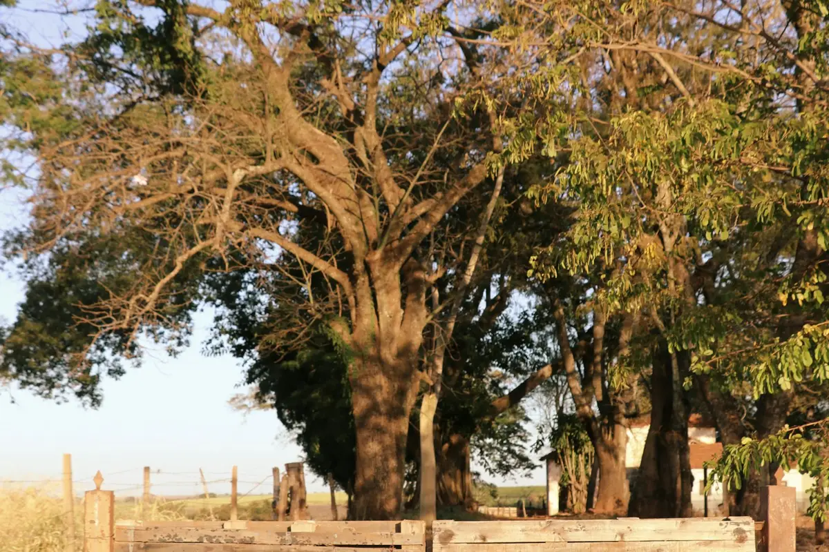 Porteira de madeira diante de árvores grandes, com uma casa de fazenda ao fundo, no fim da tarde.