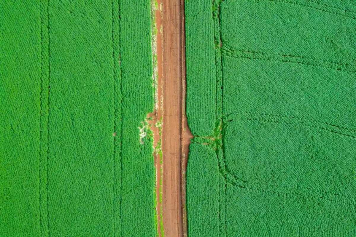 Vista de cima de uma lavoura verde cortada por uma estrada de terra vermelha