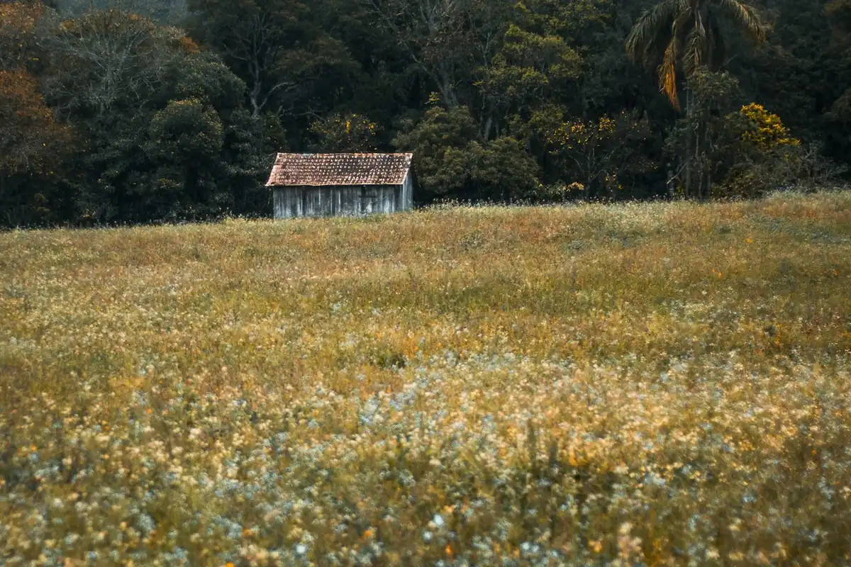 Casinha de madeira sozinha num campo, na beira da mata